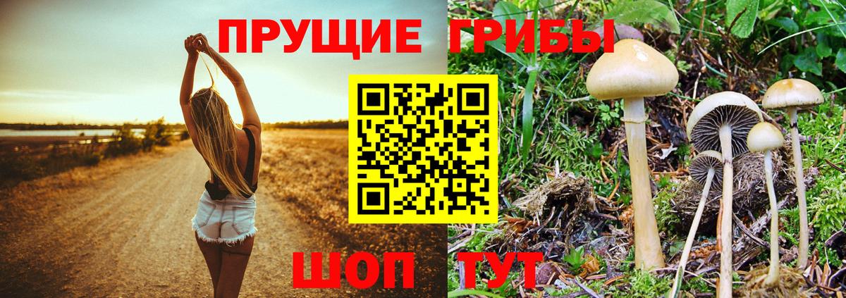 Псилоцибиновые грибы Psilocybine cubensis Тында